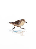 Sandpiper Print